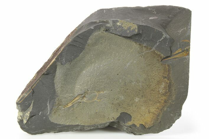 Bargain, Two Ordovician Brittle Stars (Ophiura) - Morocco #286687